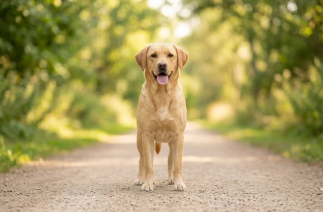 The Ultimate Dog Sitting Price Guide for New Pet Owners