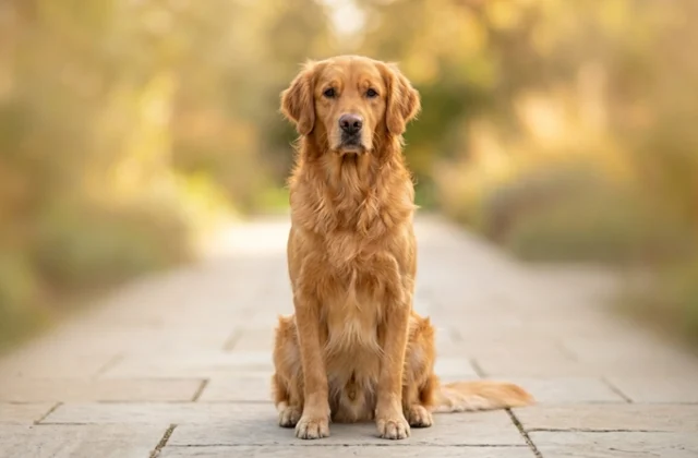 Why a Dog Vaccination Schedule Is Important for Your Pet’s Health