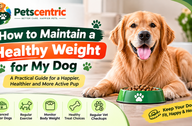 How to Maintain a Healthy Weight for My Dog