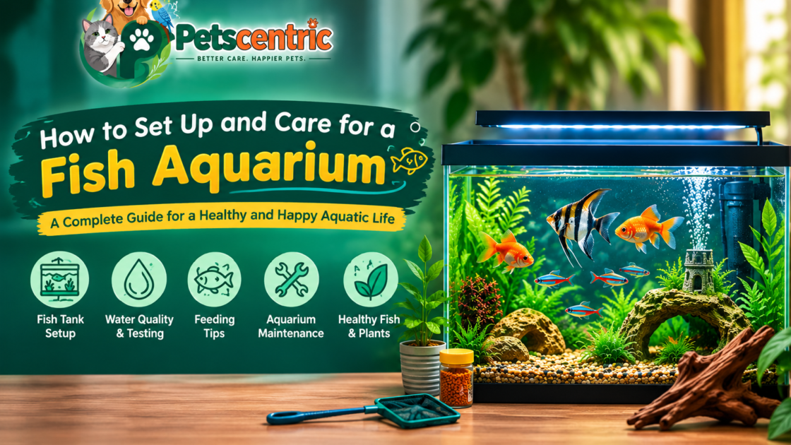How to set up and care for a fish aquarium with freshwater fish, plants, and aquarium supplies