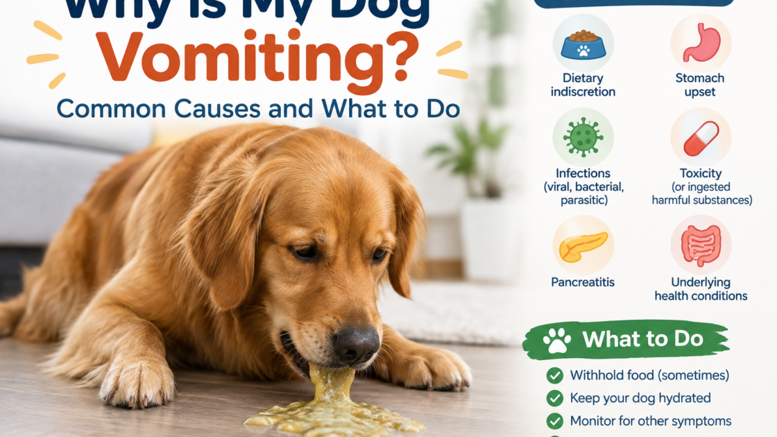 Why Is My Dog Vomiting? Common Causes and What to Do