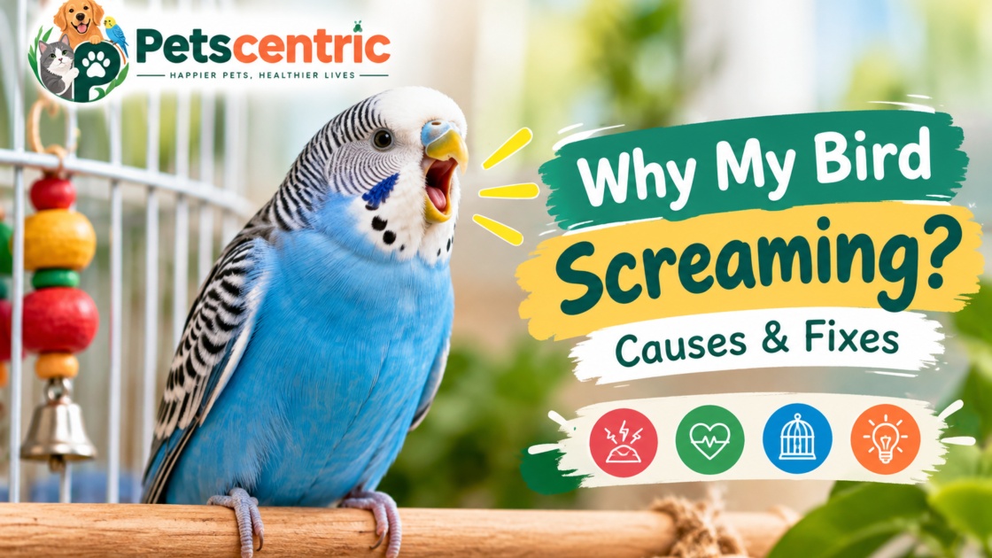 Blue and white pet bird screaming with causes and fixes for excessive bird vocalization