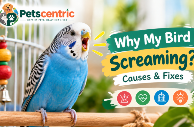 Why Is My Bird Screaming Causes  Fixes