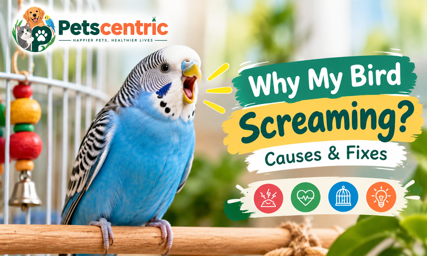 Blue and white pet bird screaming with causes and fixes for excessive bird vocalization